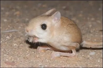 Quel est le temps de gestation chez la gerboise du désert ?