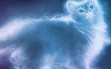 Quiz Animaux