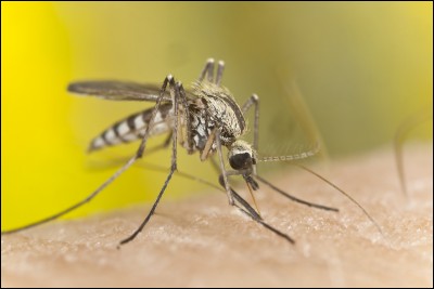 Par quoi sont attirés les moustiques ?