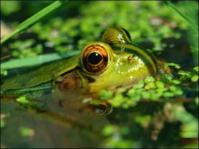 Que chassent-elles ?