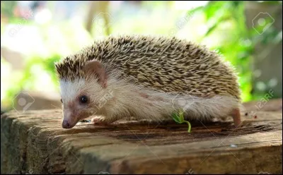 Quel est cet animal nocturne ?