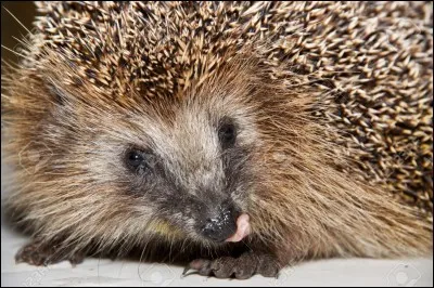 Pourquoi chasse-t-il la nuit ?