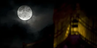 L'un de ces quatre animaux ne chasse que la nuit !