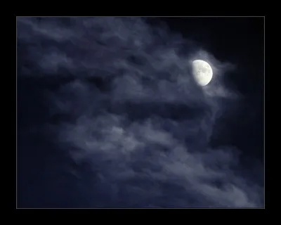 Cette plante a une particularité, elle ne fleurit que durant la nuit, c'est la raison pour laquelle on l'appelle "Belle de nuit"" ou "Fleur de lune" !