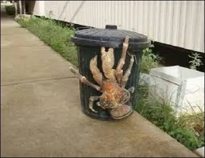 Cet animal est-il réel ou est-ce un faux (un trucage) ?