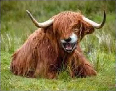 Cet animal est-il réel ou est-ce un faux (un trucage) ?