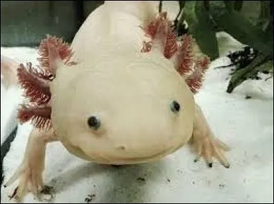 Cet animal est-il réel ou est-ce un faux (un trucage) ?