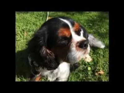 De quelle couleur est mon chien ?