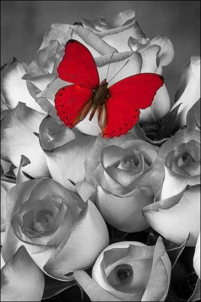 Quel est ce roman policier de Mary Higgins Clark ?