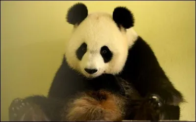Comment s'appelle la maman panda du ZooParc de Beauval, qui a donné naissance à deux petits jumeaux ? Un seul a survécu.