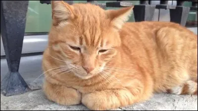 Comment s'appelle le chat d'Hermione Granger ?