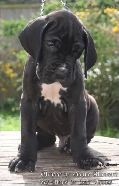 Quelle est cette race ?