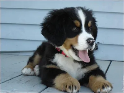 Quelle est cette race ?