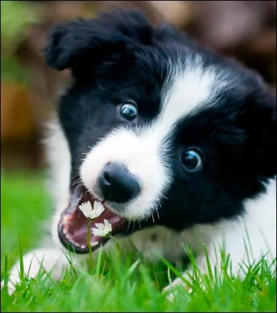 Quelle est cette race ?