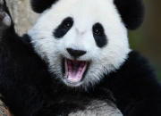 Quiz Les pandas