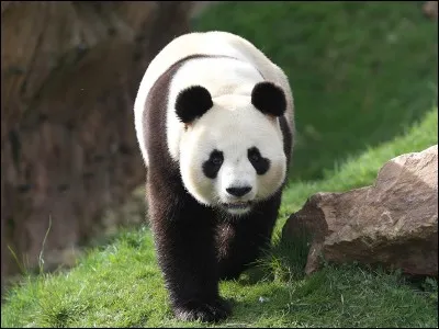 Combien le panda possède-t-il de doigts ?