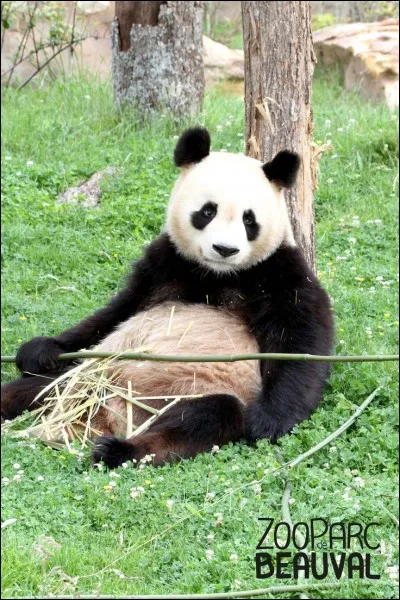 De quoi se nourrissent les pandas ?