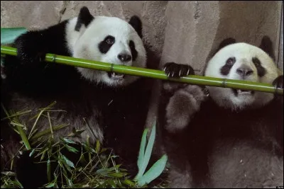 En 2012, pour combien de temps la Chine a-t-elle prêté les pandas au Zoo de Beauval ?