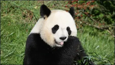 Combien le zoo paye-t-il la Chine par an pour le prêt des pandas ?