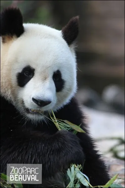 Les pandas sont connus pour être une espèce maladroite lors de l'accouplement, les mâles ayant du mal à discerner quand la femelle est en chaleur. Combien de temps une femelle panda est-elle féconde par an ?