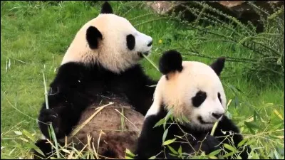 Après avoir été fécondée, quand la femelle est-elle sortie de la phase de la diapause embryonnaire ?