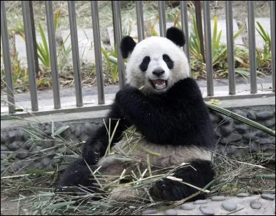 Le 1er août, qu'est-ce que les soigneurs ont-ils pu constater lors de l'échographie ?