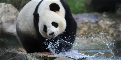 Huan Huan a mis bas le 4 août 2017 de jumeaux, le premier à 22h18 et le second à 22h32. Les deux ont-ils survécu ?