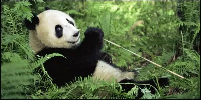 Où vivent la plupart des pandas ?