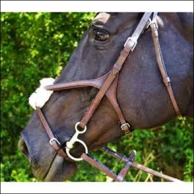 Quel est le nom de cette muserolle ?