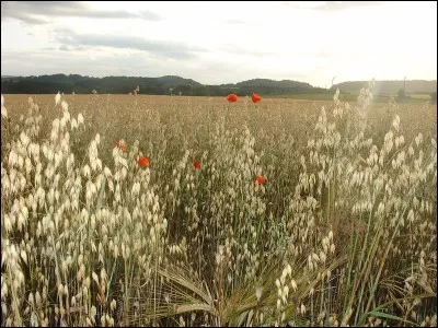 Quel est le nom de la partie la plus grossière du son ? Découvrez-le en insérant une lettre dans le mot "ban". Laquelle ?