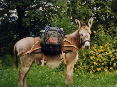 Ce sont les selles des bêtes de somme. Quelle lettre faut-il insérer dans le mot "bas" pour découvrir le nom de ces selles ?