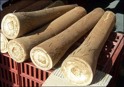 Une petite envie de manger du cur de palmier frais ! Trouvez le nom du palmier qui porte les choux palmistes en insérant une lettre dans le mot "arc" et votre vu sera exaucé. Laquelle des deux ?