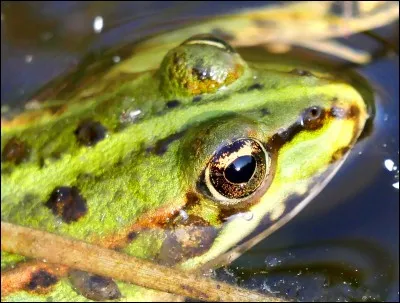 Manger la grenouille !