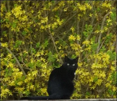 Créée par le Fond international des animaux et célébrée annuellement le 8 août, en quelle année la Journée internationale du chat a-t-elle vu le jour ?