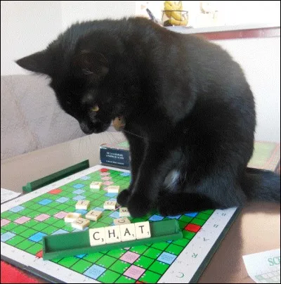 Quelle est la date de la Journée internationale du chat noir ?