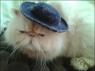 Et pour terminer ce quiz, qui a dit : "Le plus petit des félins est une uvre d'art" ?