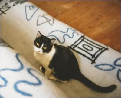 Qui a dit : "Les chats, c'est comme le papier, ça se froisse très vite" ?