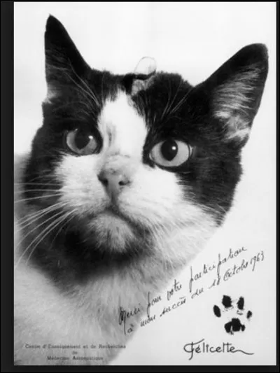 Belle réussite pour la fusée "Véronique" lancée le 18 octobre 1963 dans le Sahara algérien. Qui a fait partie du voyage à titre expérimental, un chat ou une chatte ?