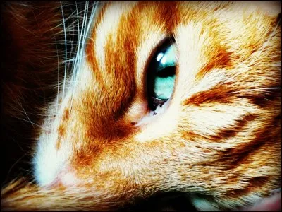 Qui est le nouveau lieutenant ?