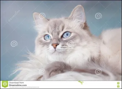 Quel membre du Clan du Tonnerre espionne la Forêt Sombre pour son clan ?