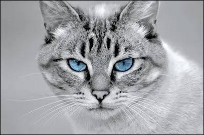 Qui a pu savoir quand la guerre commençait ?