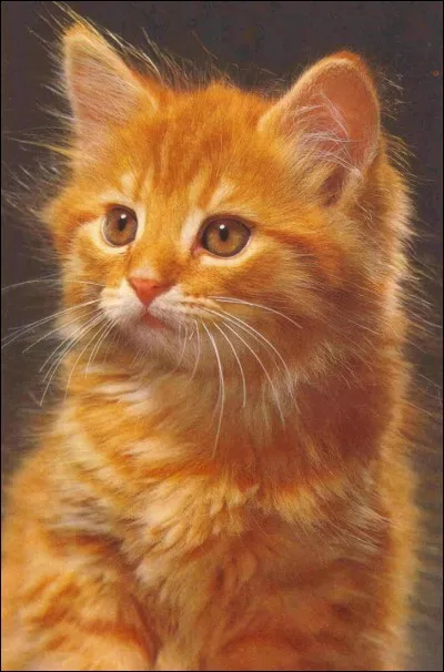 Qui est le quatrième chat de la prophétie ?