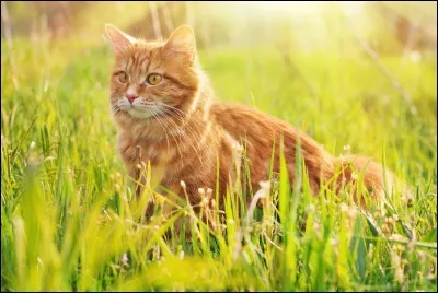 Qui bat Étoile de Tigre ?