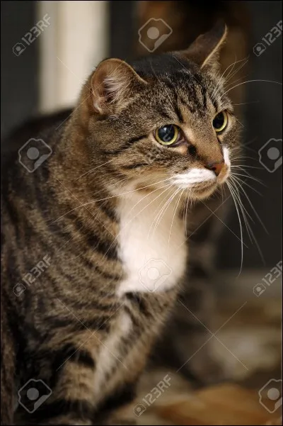 Ce chat est mort, lui aussi. Quel est le nom du nouveau chef ?