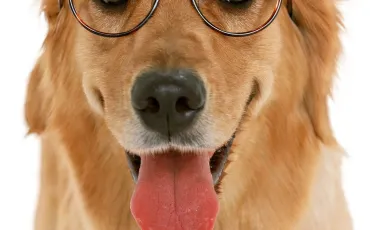 Quiz Races de chiens