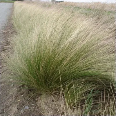 Modèle de finesse, il se fait rare en vieillissant.