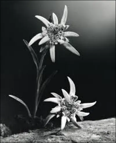 J'espère que vous avez la main verte : Quelle est cette fleur ?