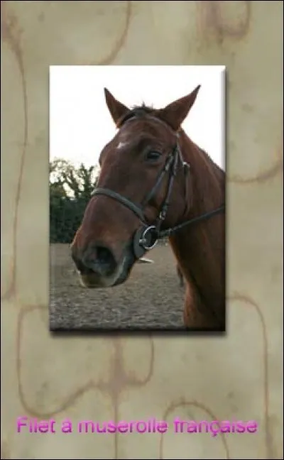 Quelle est cette marque en tête ?