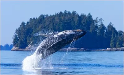 Quel Etat de l'Amérique du Nord ne borde pas le Fleuve Saint-Laurent ?