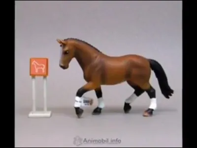 Quelle est la race de cette jument ?